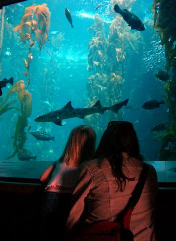 Leopard Shark in Kelp Forest