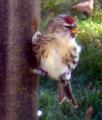 Common Redpoll