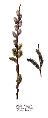 Salix_discolor