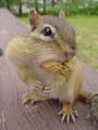 Healthy Appetite