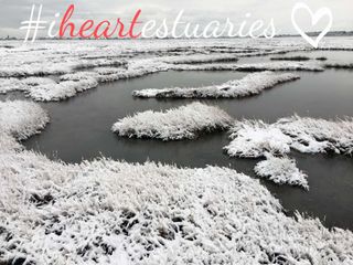 Winter salt marsh, with dark pools of water surrounded by snow-covered grasses. Superimposed on the image is the text I Heart Estuaries.