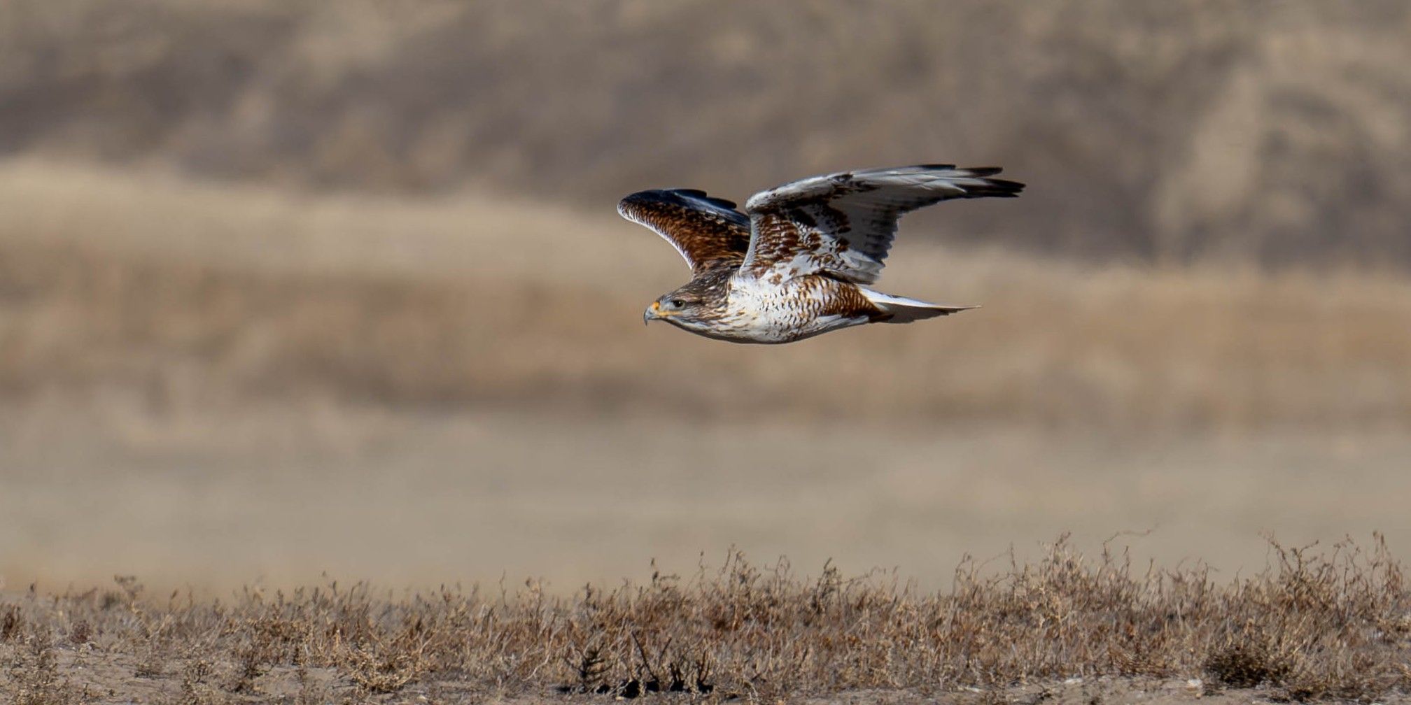 Ferruginous hawk in flight. Photo by Sjgunn37 via WikiMedia Commons.