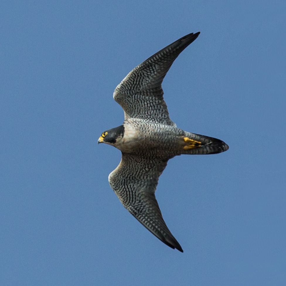 Peregrine falcon in flight against a blue sky. Photo by Mike Baird at Morro Rock, California. CC BY 2.0
