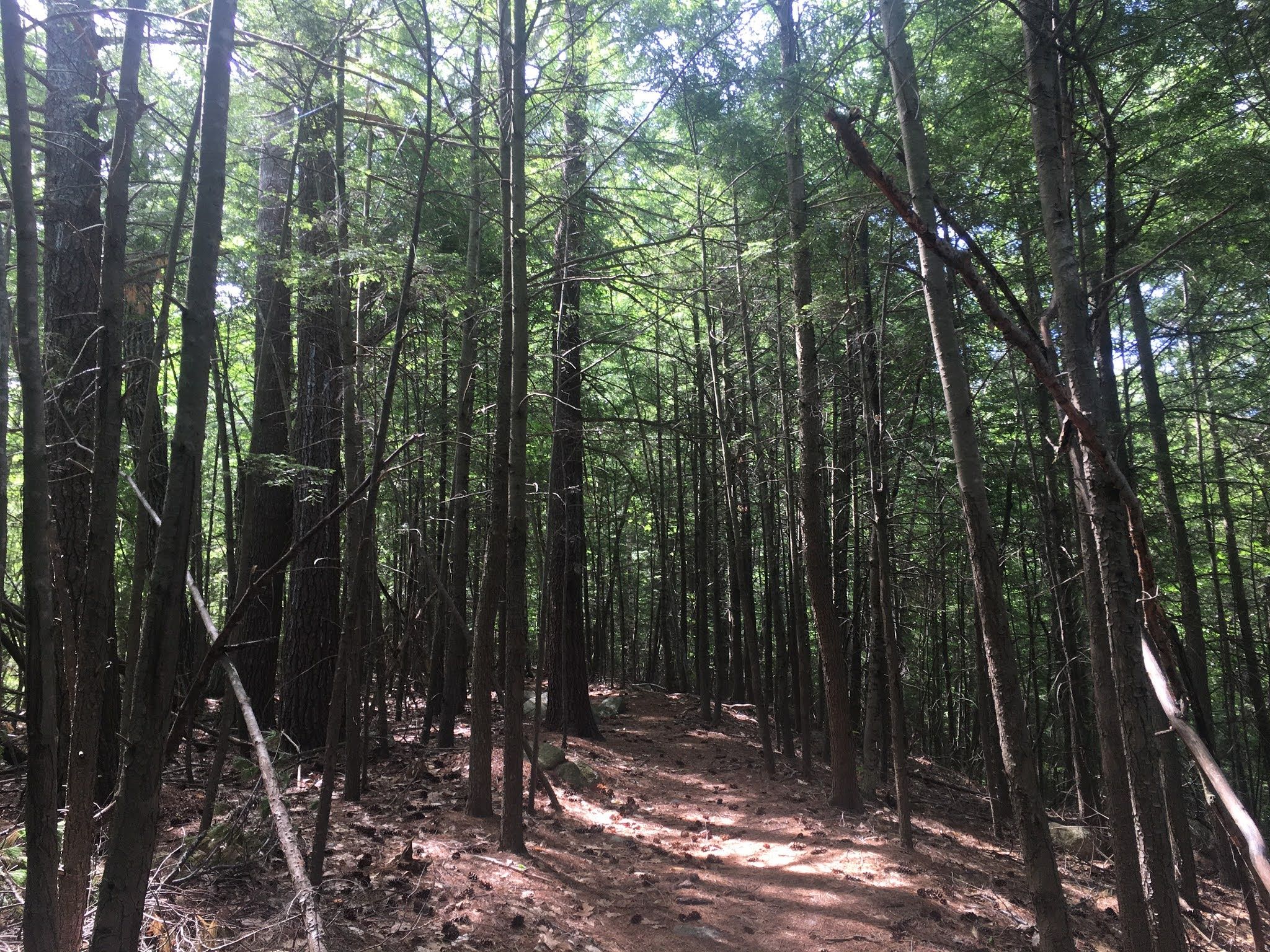 Dirt trail through sun-dappled young and middle-aged eastern hemlock trees.