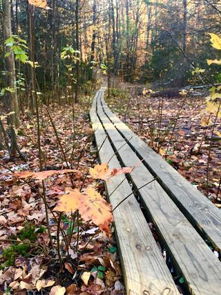 Boardwalk with lengthwise planks cross a forest floor covered in fall leaves.