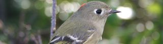 A ruby-crowned kinglet, gray and dull green with a bit of red atop its head.